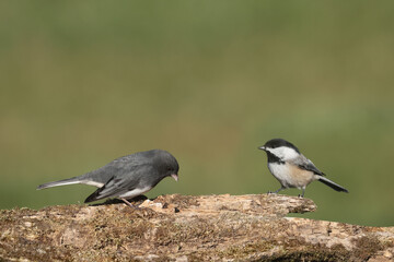 Chicakdees and Juncos uneasy alliance