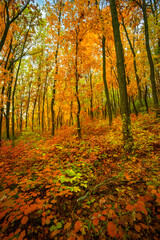 Obraz premium Beautiful autumn forest at the morning,colorful picyure with a lot of arange and yellow colors.Autumn landscape in the woodlands.Maple trees in the forest , orange forest .Fall landscape . 