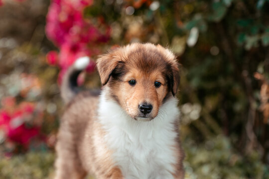 Collie mit Blumen