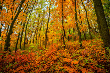 Beautiful autumn forest at the morning,colorful picyure with a lot of arange and yellow colors.Autumn landscape in the woodlands.Maple trees in the forest , orange forest .Fall landscape . 