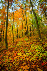 Beautiful autumn forest at the morning,colorful picyure with a lot of arange and yellow colors.Autumn landscape in the woodlands.Maple trees in the forest , orange forest .Fall landscape . 
