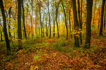 Fall landscape in the forest at morning,golden and orange colors .Beautiful autumn landscape in the woodlands, landscape with trees and leaves.Orange leaves,beautiful maple trees.Ukraine forest