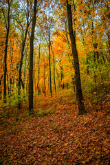 Fall landscape in the forest at morning,golden and orange colors .Beautiful autumn landscape in the woodlands, landscape with trees and leaves.Orange leaves,beautiful maple trees.Ukraine forest