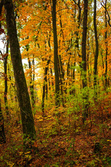 Fall landscape in the forest at morning,golden and orange colors .Beautiful autumn landscape in the woodlands, landscape with trees and leaves.Orange leaves,beautiful maple trees.Ukraine forest
