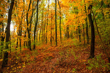 Fall landscape in the forest at morning,golden and orange colors .Beautiful autumn landscape in the woodlands, landscape with trees and leaves.Orange leaves,beautiful maple trees.Ukraine forest