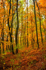 Fall landscape in the forest at morning,golden and orange colors .Beautiful autumn landscape in the woodlands, landscape with trees and leaves.Orange leaves,beautiful maple trees.Ukraine forest