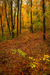 Fall landscape in the forest at morning,golden and orange colors .Beautiful autumn landscape in the woodlands, landscape with trees and leaves.Orange leaves,beautiful maple trees.Ukraine forest