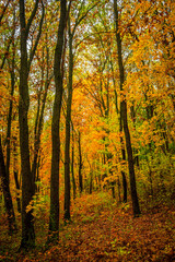 Fall landscape in the forest at morning,golden and orange colors .Beautiful autumn landscape in the woodlands, landscape with trees and leaves.Orange leaves,beautiful maple trees.Ukraine forest