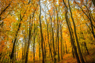 Fall landscape in the forest at morning,golden and orange colors .Beautiful autumn landscape in the woodlands, landscape with trees and leaves.Orange leaves,beautiful maple trees.Ukraine forest