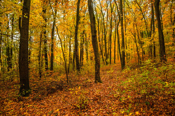 Fall landscape in the forest at morning,golden and orange colors .Beautiful autumn landscape in the woodlands, landscape with trees and leaves.Orange leaves,beautiful maple trees.Ukraine forest