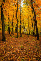 Obraz premium Fall landscape in the forest at morning,golden and orange colors .Beautiful autumn landscape in the woodlands, landscape with trees and leaves.Orange leaves,beautiful maple trees.Ukraine forest