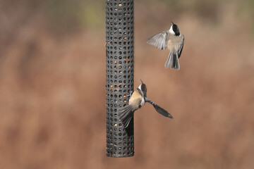 Chicakdees fighting in midair around metal bird feeder on fall day