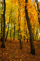 Obraz premium Fall landscape in the forest at morning,golden and orange colors .Beautiful autumn landscape in the woodlands, landscape with trees and leaves.Orange leaves,beautiful maple trees.Ukraine forest