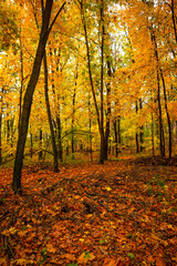 Fall landscape in the forest at morning,golden and orange colors .Beautiful autumn landscape in the woodlands, landscape with trees and leaves.Orange leaves,beautiful maple trees.Ukraine forest
