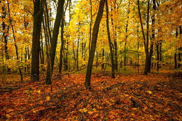 Obraz premium Fall landscape in the forest at morning,golden and orange colors .Beautiful autumn landscape in the woodlands, landscape with trees and leaves.Orange leaves,beautiful maple trees.Ukraine forest