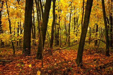 Fall landscape in the forest at morning,golden and orange colors .Beautiful autumn landscape in the woodlands, landscape with trees and leaves.Orange leaves,beautiful maple trees.Ukraine forest