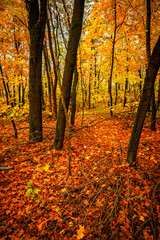Fall landscape in the forest at morning,golden and orange colors .Beautiful autumn landscape in the woodlands, landscape with trees and leaves.Orange leaves,beautiful maple trees.Ukraine forest