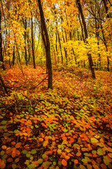 Obraz premium Fall landscape in the forest at morning,golden and orange colors .Beautiful autumn landscape in the woodlands, landscape with trees and leaves.Orange leaves,beautiful maple trees.Ukraine forest