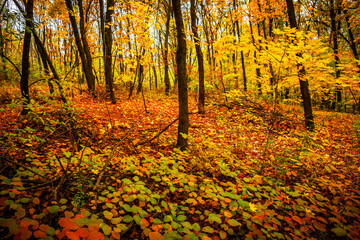Obraz premium Fall landscape in the forest at morning,golden and orange colors .Beautiful autumn landscape in the woodlands, landscape with trees and leaves.Orange leaves,beautiful maple trees.Ukraine forest