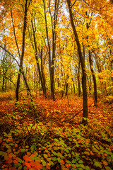 Fall landscape in the forest at morning,golden and orange colors .Beautiful autumn landscape in the woodlands, landscape with trees and leaves.Orange leaves,beautiful maple trees.Ukraine forest