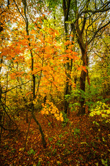 Fall landscape in the forest at morning,golden and orange colors .Beautiful autumn landscape in the woodlands, landscape with trees and leaves.Orange leaves,beautiful maple trees.Ukraine forest