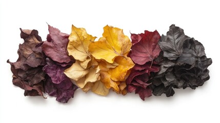 Colorful Dry Leaves Arrangement on White Background