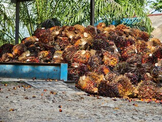 oil palm fruit at the collector