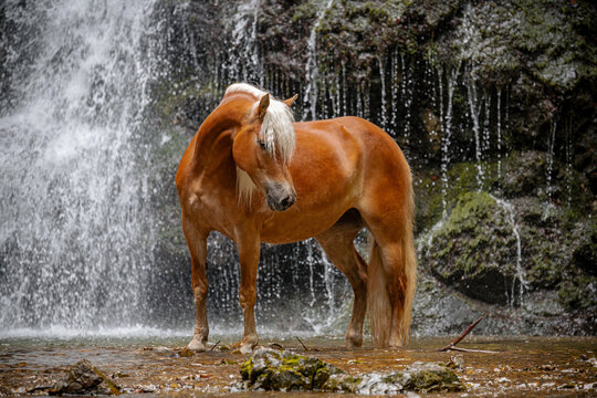 Pferde vor Wasserfall