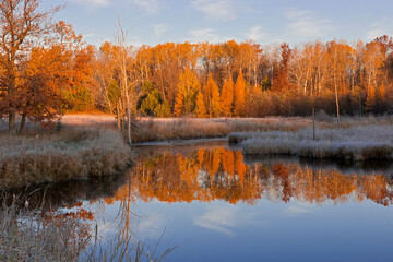 Fall Tamarac