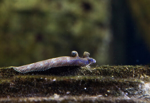 a fish, sogliola