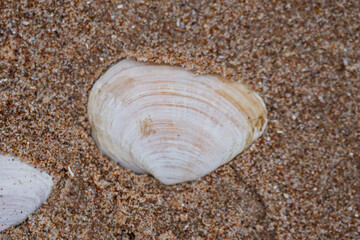 Bright Sunray Venus type sea shell in Mazirbe, Latvia sandy beach in October. Autumn in Baltic States beach. Close up macro shot of seashells