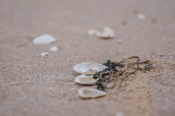 Fallout in see with Dead Sea shells on shore