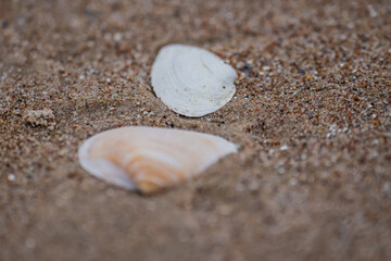 Seashells shallowed out in the coast in Riga, Latvia