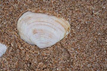 Bright Sunray Venus type sea shell in Mazirbe, Latvia sandy beach in October. Autumn in Baltic States beach. Close up macro shot of seashells