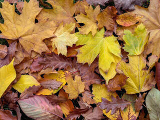 Autumn Leaves on the Forest Floor