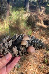 Wild mushrooms in the forest, Andalusia, Sierra Tejeda Natural Park, Spain