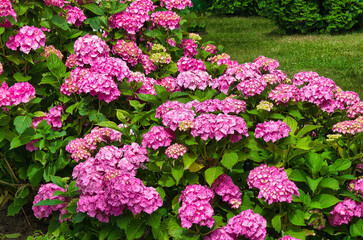 a bush of blooming pink Hydrangea flowers growing on the ground in a garden
