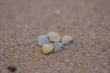 Bunch of small colorful sea shells In coast of Baltic Sea in city Mazirbe shore line
