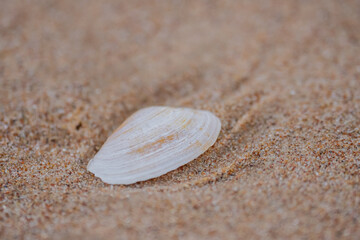 Bright Sunray Venus type sea shell in Mazirbe, Latvia sandy beach in October. Autumn in Baltic...