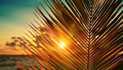 palm leaf at sunset