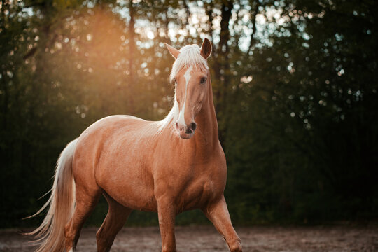 Lusitano und PRE
