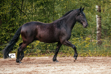 Fototapeta premium Lusitano und PRE