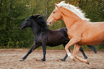 Obraz premium Lusitano und PRE