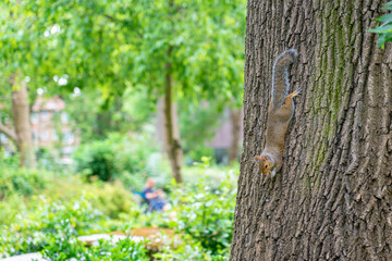 Squirrel in tree in public park next to humans in hyden park in london.