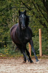 Fototapeta premium Lusitano und PRE