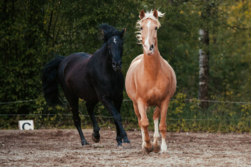 Lusitano und PRE