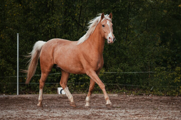 Obraz premium Lusitano und PRE