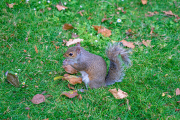 Squirrel  in public park next to humans in hyden park in london