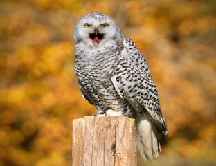 Snowy owl perched on a post with golden fall colors in the background