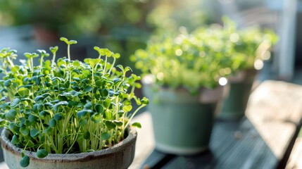 Fresh Microgreens in Decorative Pots by the Window